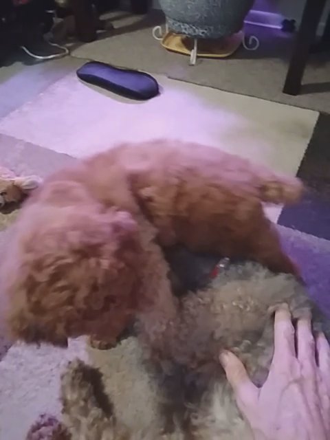 Red snuggle poodle in Brandon, Mississippi