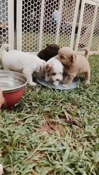 Miniature Australian Labradoodles in Athens, Georgia