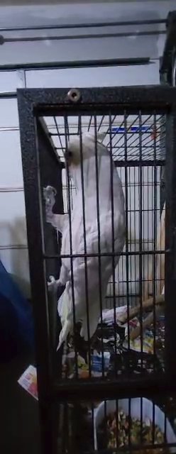 Goffin cockatoo in Manassas Park, Virginia
