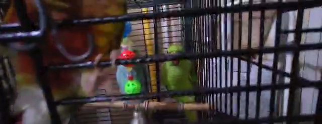 indian ringneck in Manassas Park, Virginia