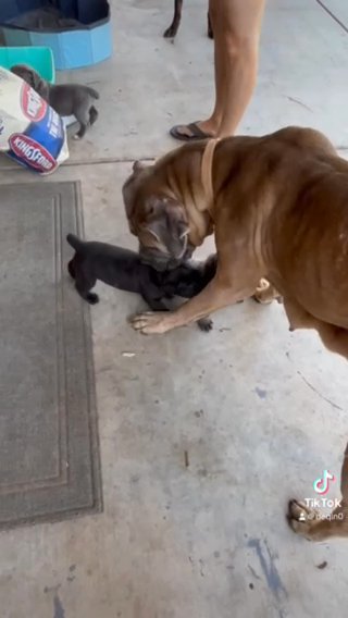 Cane Corso Puppy in Glendale, Arizona