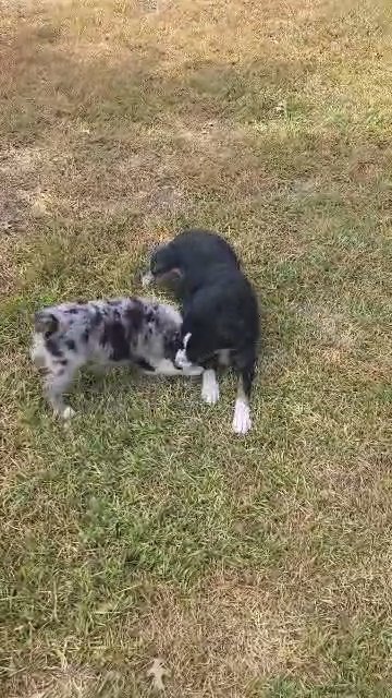 mini blue merle male in Dallas, Texas