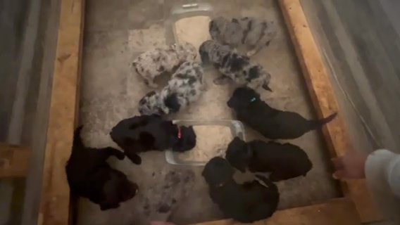 CKC Standard (Moyen) Poodles in Hickory, North Carolina