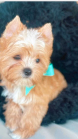 Gold Yorkie Male in Dallas, Texas