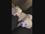 maltipoo puppies in Stockton, California