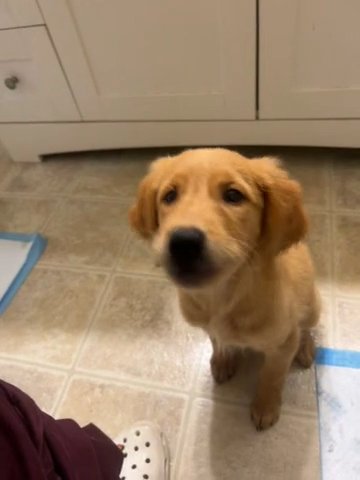 Golden Retriever in Durham, North Carolina