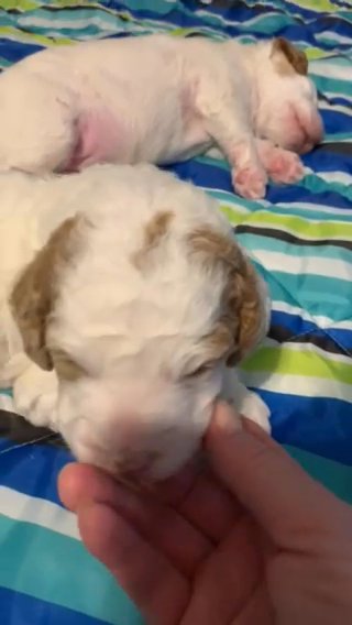 Male Parti Poodle in Topeka, Kansas