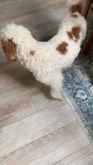 AKC Male Parti Poodle in Topeka, Kansas