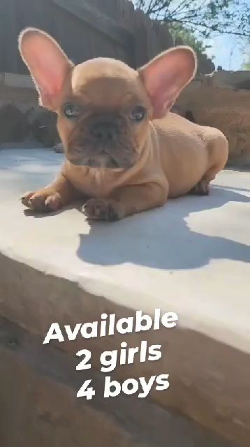 available pups in San Antonio, Texas