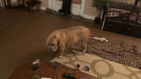 Pregnant Bully Due Second Week Of October in Myrtle Beach, South Carolina