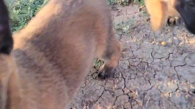 Belgium Malinois Puppies in Fort Collins, Colorado