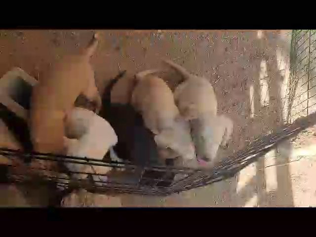 cute puppies in Spring Valley, California