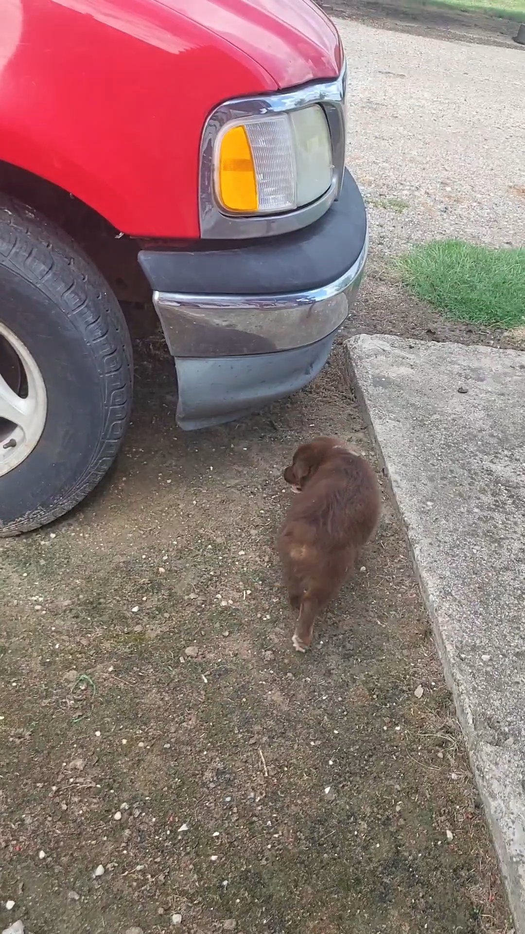 mini male in Dallas, Texas