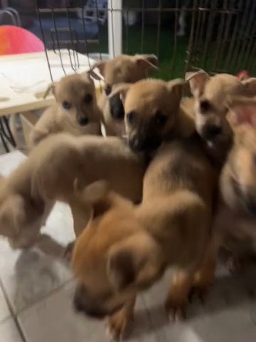 German Shepard Pit Mix Pups in Miami, Florida
