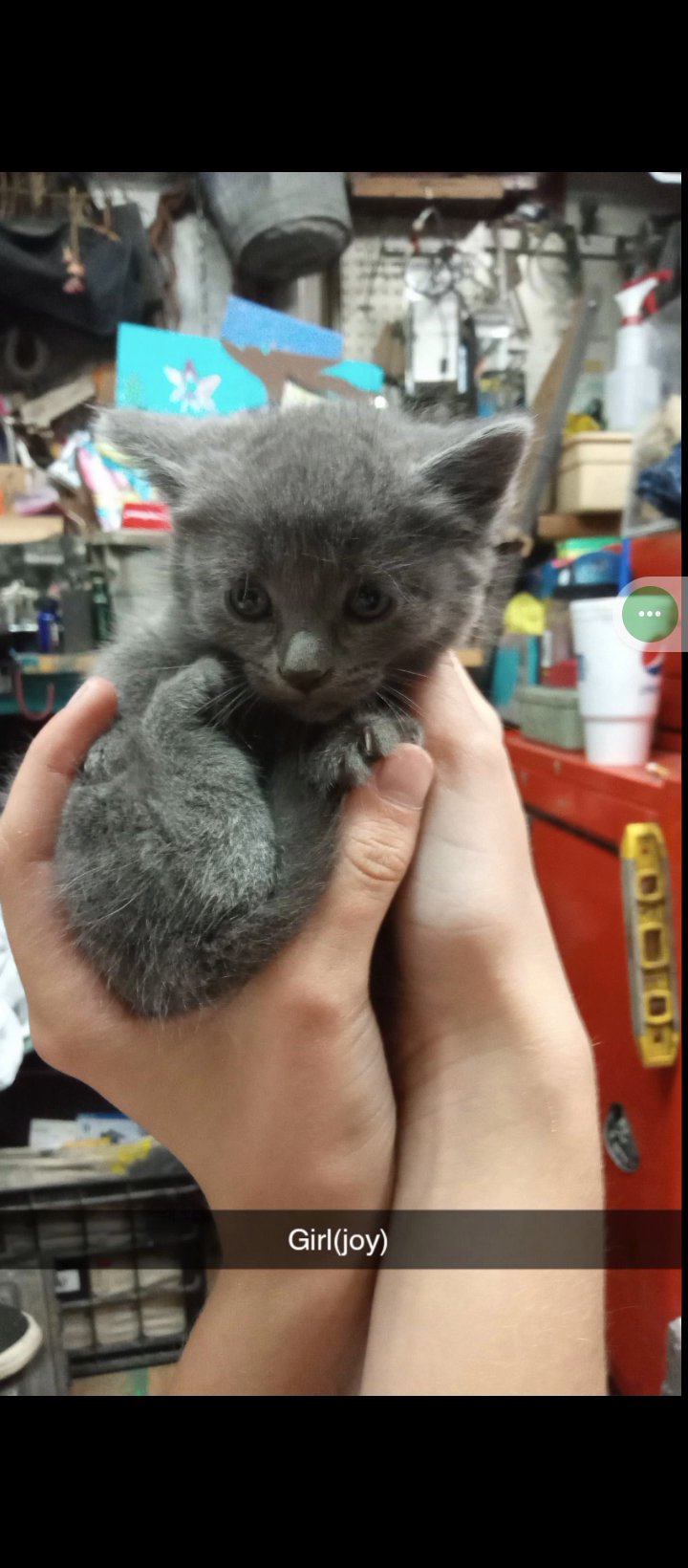 kittens for sale in Payson, Utah