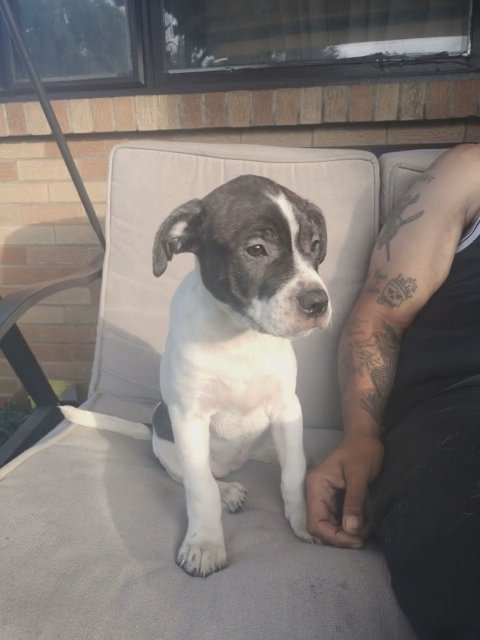 marbles/ piebald brindle in Buffalo, New York