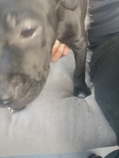 shorty in Buffalo, New York