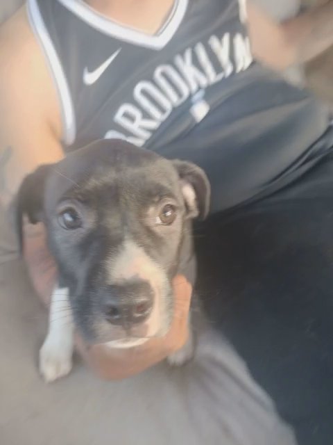 scrappy in Buffalo, New York