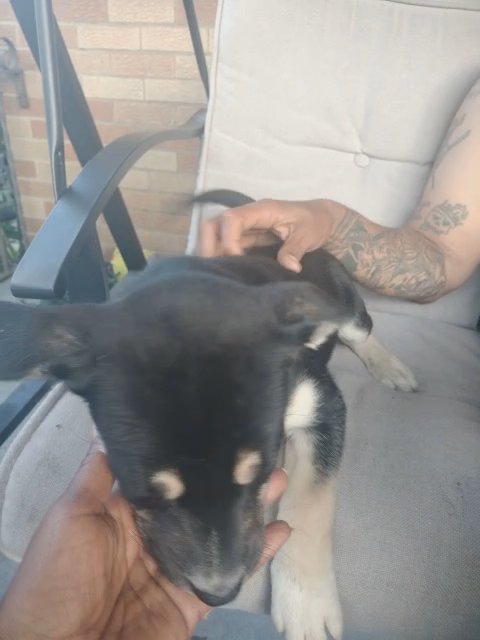 Anubis in Buffalo, New York