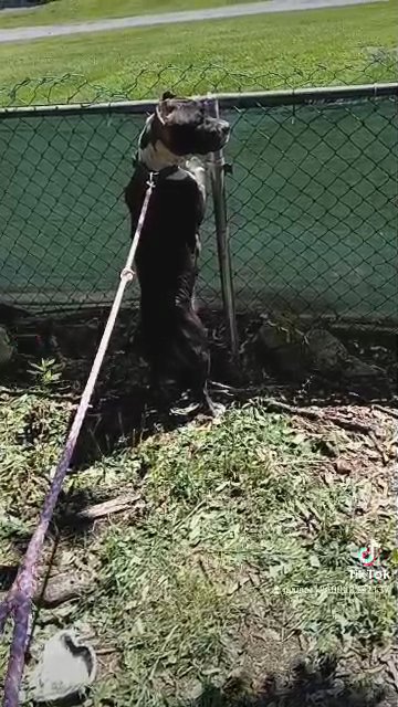 2 year old female American Bully in State College, Pennsylvania