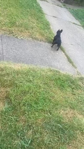 French bulldog in Cleveland, Ohio