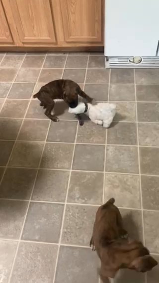 Boxer Pups For Sale in Hesperia, California