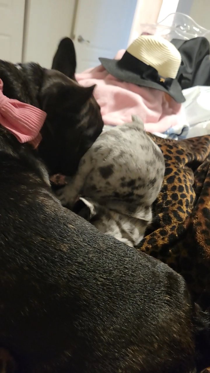 frenchies in Cape Coral, Florida