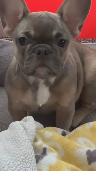 Fawn French Bulldog in Houston, Texas