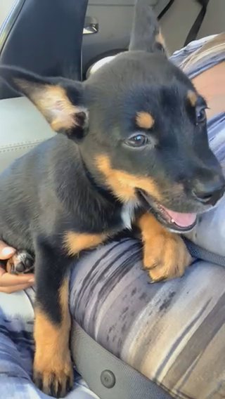 Rottweiler x Huski Mixed Female in Phoenix, Arizona