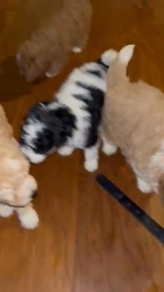 Mini Bernedoodle Pups in Urbana, Ohio