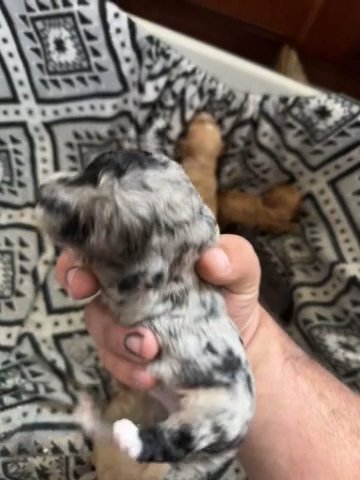 Cockapoo’s in Chicago, Illinois