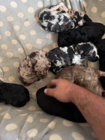 Mini Aussidoodles in Chicago, Illinois