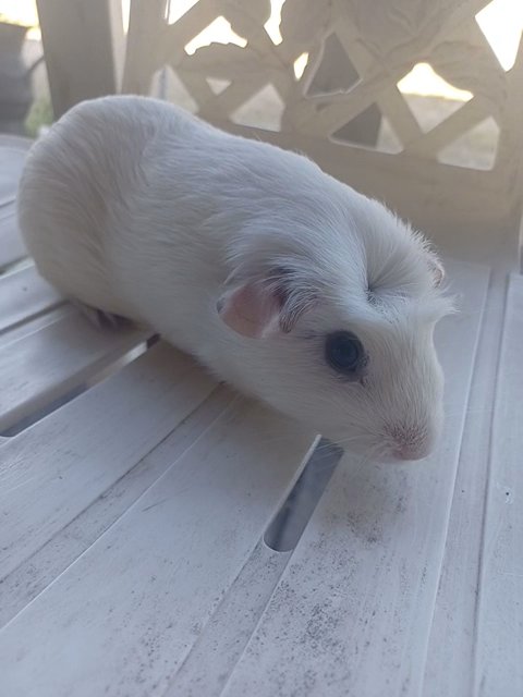 Guinea pig in Harlingen, Texas
