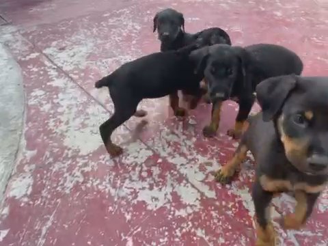 Pups in San Bernardino, California