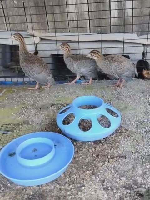 Chicks for sale in Lincoln, Nebraska