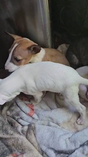 Bull terrier puppies 😍❤️ in Murfreesboro, Tennessee