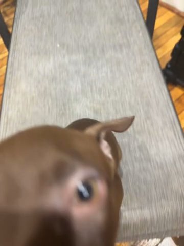 Girl Bully Xl in Baltimore, Maryland