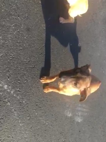 Beagle in Hayward, California