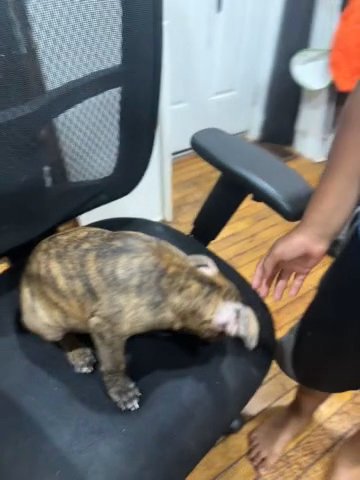 Girl Bully Xl in Baltimore, Maryland