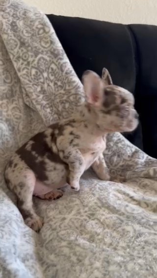 Choco Merle Boy in Phoenix, Arizona