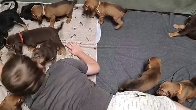 AKC registered Bloodhound puppies in Johnson City, Tennessee