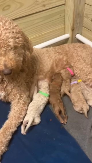 Standard Poodle Puppies in Roanoke, Virginia