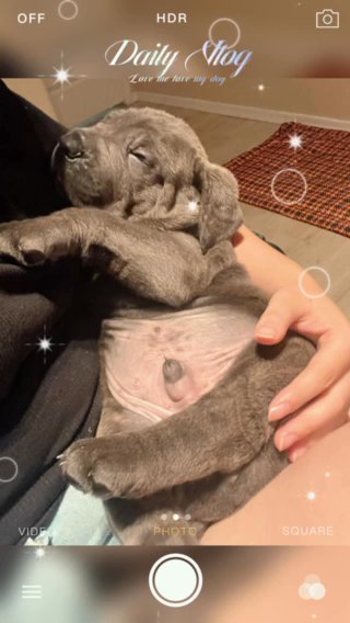 Cane Corso in Glendale, Arizona