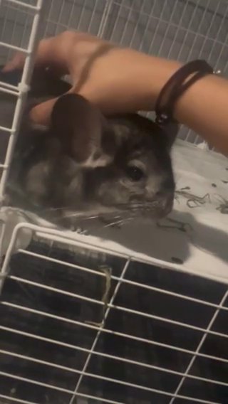 Gray And White Chinchilla in Gloucester City, New Jersey