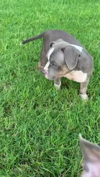 American Pocket Bully in Dallas, Texas