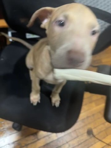 Boy Blue Fawn Bully XL in Baltimore, Maryland