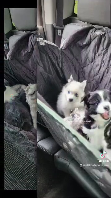 Pomskies 6 weeks old in Grand Rapids, Michigan