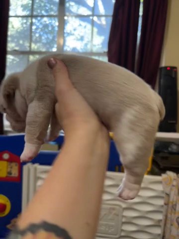 Lilac Merle Male Bulldog in Dallas, Texas