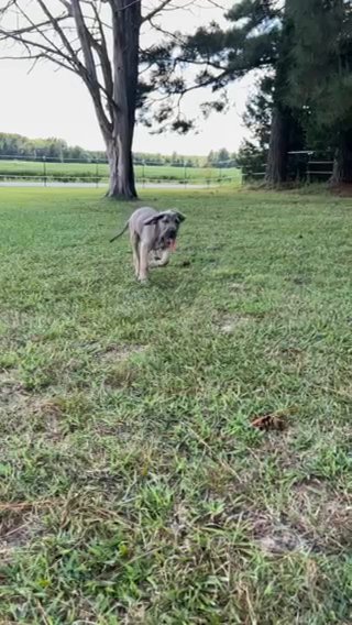 AKC Heavy Euro Blue Fawn Female in Richmond, Virginia