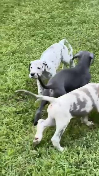 AKC Blue Merle Male in Richmond, Virginia